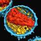 Estrutura interna de partícula de HIV Estrutura interna de partícula de HIV