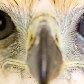 Filhotes raros nascem no Zoológico de São Paulo Filhotes raros nascem no Zoológico de São Paulo