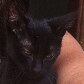 Gata morre em SP infectada com o vírus da raiva 