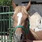SP realiza feira de adoção com cães, gatos e até cavalos 