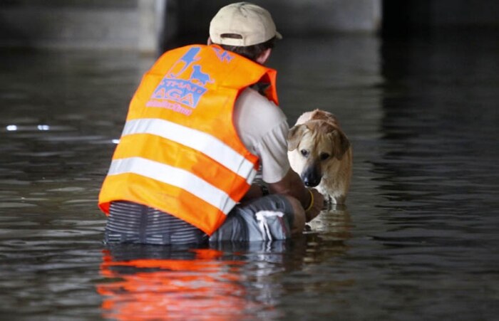 Cães e gatos são resgatados de templo inundado na Tailândia