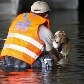 Cães e gatos são resgatados de templo inundado na Tailândia Cães e gatos são resgatados de templo inundado na Tailândia