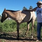 Dono faz campanha para ajudar égua de 3 patas Dono faz campanha para ajudar égua de 3 patas