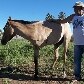 Dono faz campanha para ajudar égua de 3 patas