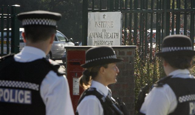 Foco de Febre Aftosa na Inglaterra pode ter origem em estudos de laboratório