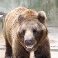 Zoológico de SP ganha urso-pardo e mais oito moradores