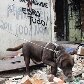 O cão farejador Shelton se aposenta da PM