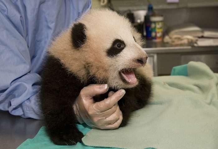PANDA/ZOOLÓGICO
