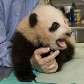 PANDA/ZOOLÓGICO PANDA/ZOOLÓGICO