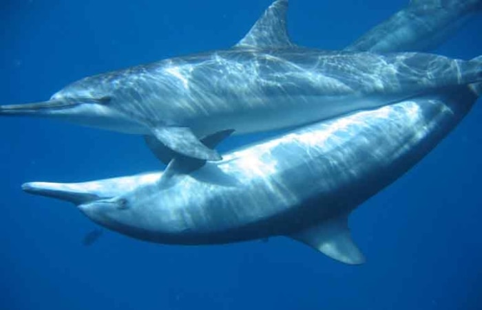 Casal de golfinhos-rotadores é presença constante no entorno de Fernando de Noronha