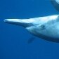 Casal de golfinhos-rotadores é presença constante no entorno de Fernando de Noronha