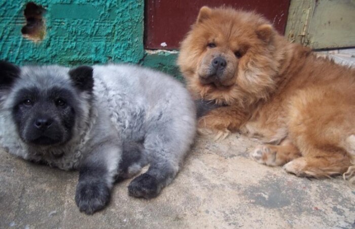 Chow-chow nasce com coloração panda em Curitiba 