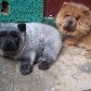 Chow-chow nasce com coloração panda em Curitiba 