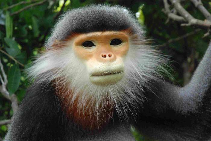 Langur cinza (