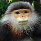 Langur cinza (