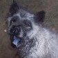 Chow-chow nasce com coloração panda em Curitiba 