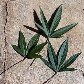 Hibisco, bissap, vinagreira, sépala, azedinha... É tudo broto do mesmo galho