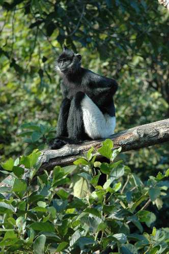 Langur de Delacour (