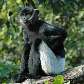Langur de Delacour (