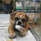 Como ter sucesso com pet shop