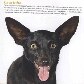 Projeto torna cães abandonados em estrelas de calendário Projeto torna cães abandonados em estrelas de calendário