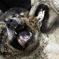 Rinha de cães é uma tradicional competição de Cabul, no Afeganistão Rinha de cães é uma tradicional competição de Cabul, no Afeganistão