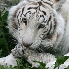 Vida & - A tigresa branca, e albina, Tigryulia, cuida de um de seus quatro filhotes no Zoológico Skazka, na Ucrânia - Foto: Zoológico Skazka/Divulgação