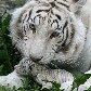 Nascem tigres brancos na Ucrânia