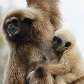 Macaco da espécie Gibão nas costas de sua mãe em zoológico de Vienna, Áustria Macaco da espécie Gibão nas costas de sua mãe em zoológico de Vienna, Áustria