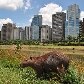 Capivara tomando banho de sol as margens do poluído Rio Pinheiros, zona sul de São Paulo. 09/01/2011