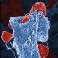 Imagem colorida de células vermelhas do sangue vazando de vaso sangüíneo rompido Imagem colorida de células vermelhas do sangue vazando de vaso sangüíneo rompido