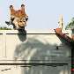 Girafa Zagalo chegou nesta segunda-feira, 10, ao Zoológico do Rio, como presente do Zoológico de SP Girafa Zagalo chegou nesta segunda-feira, 10, ao Zoológico do Rio, como presente do Zoológico de SP