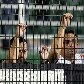Alvinegro empata em 1 a 1 e é eliminado nas oitavas da Copa Libertadores