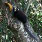 Na foto feita no sítio do leitor, sagui-da-serra-escuro é visto com frequência em Arujá, SP