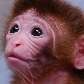 Nascem os primeiros macacos quiméricos do mundo