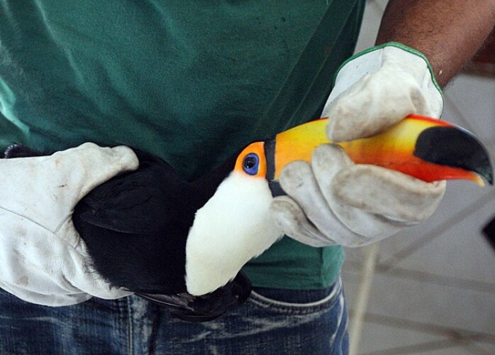 104 animais foram retirados do ZooNit, como jabutis, macacos-prego, corujas, tucanos e o leão Dengo