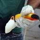 104 animais foram retirados do ZooNit, como jabutis, macacos-prego, corujas, tucanos e o leão Dengo 104 animais foram retirados do ZooNit, como jabutis, macacos-prego, corujas, tucanos e o leão Dengo
