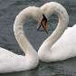 Cisnes na Bulgária