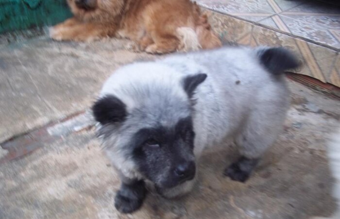 Chow-chow nasce com coloração panda em Curitiba