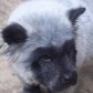 Chow-chow nasce com coloração panda em Curitiba