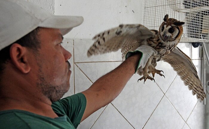 104 animais foram retirados do ZooNit, como jabutis, araras, macacos-prego, corujas e o leão Dengo