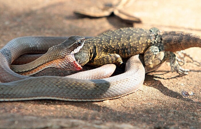 Cobra come lagarto em Brasília