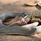 Cobra come lagarto em Brasília