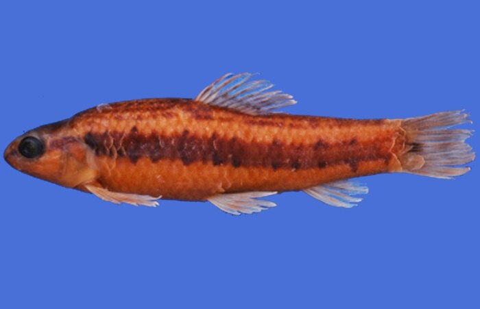 O peixe Characidium sp. fecha o grupo de novidades
