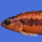 O peixe Characidium sp. fecha o grupo de novidades