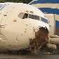 Avião cai após ser atingido por raio e deixa um morto na Colômbia Avião cai após ser atingido por raio e deixa um morto na Colômbia