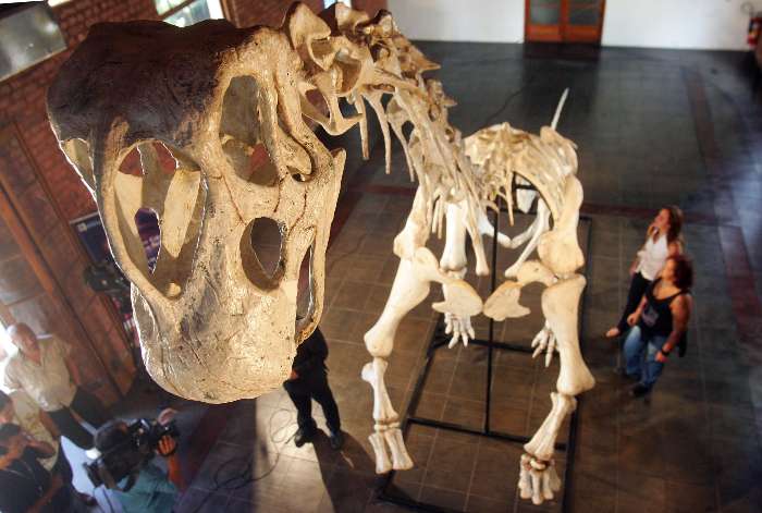 UFRJ apresenta réplica de fóssil do maior dinossauro brasileiro