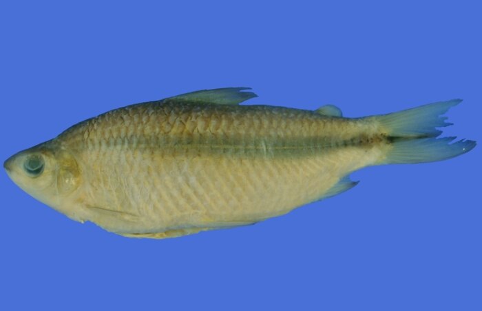 O outro peixe encontrado no rio foi o Cyphocharax sp.