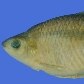 O outro peixe encontrado no rio foi o Cyphocharax sp.