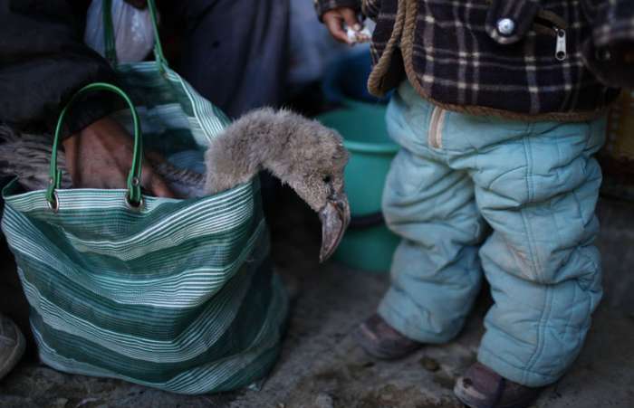 Flamingos estão abandonando seus filhotes devido ao tempo frio na Bolívia